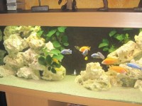 Aquaria_verkleinds_11