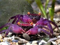 geosesarma_vampire_crab